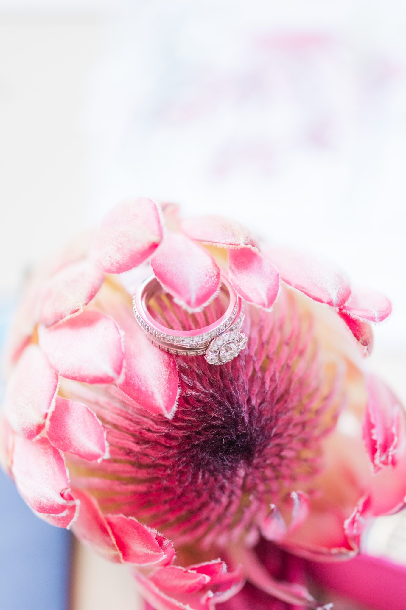 pink protea and engagement ring
